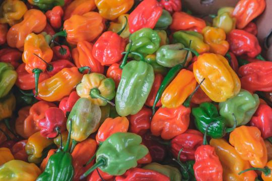 Le Poivron (Rouge, Jaune ou Vert) - mon-marché.fr