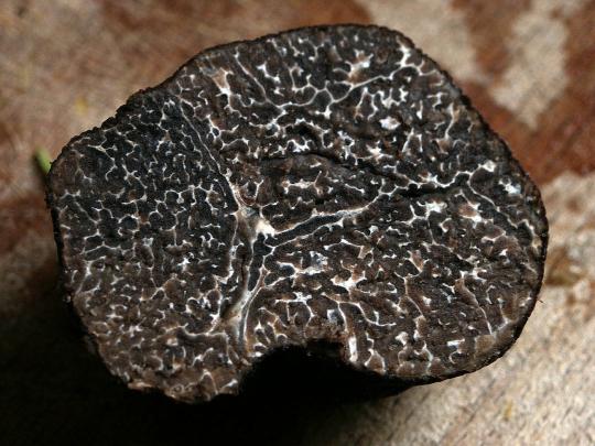 Truffe Noire Truffe Noire