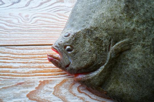 Turbot