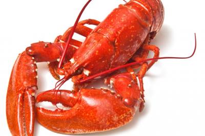 Langouste, homard, langoustine, cigale de mer