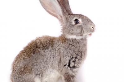 Lapin