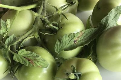 Confiture de tomates vertes à la vanille