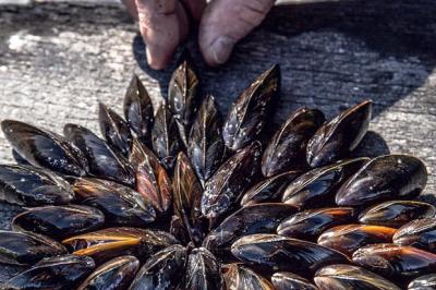 Eclade de moules