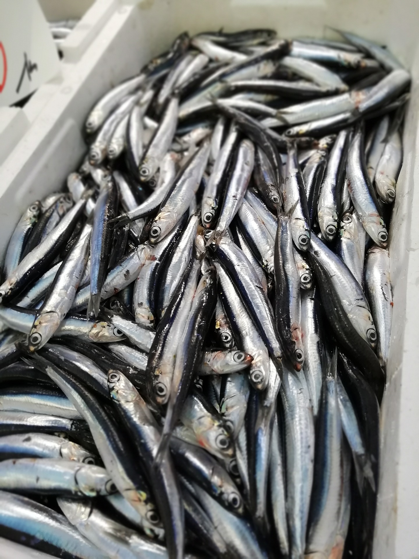 Anchois Anchois