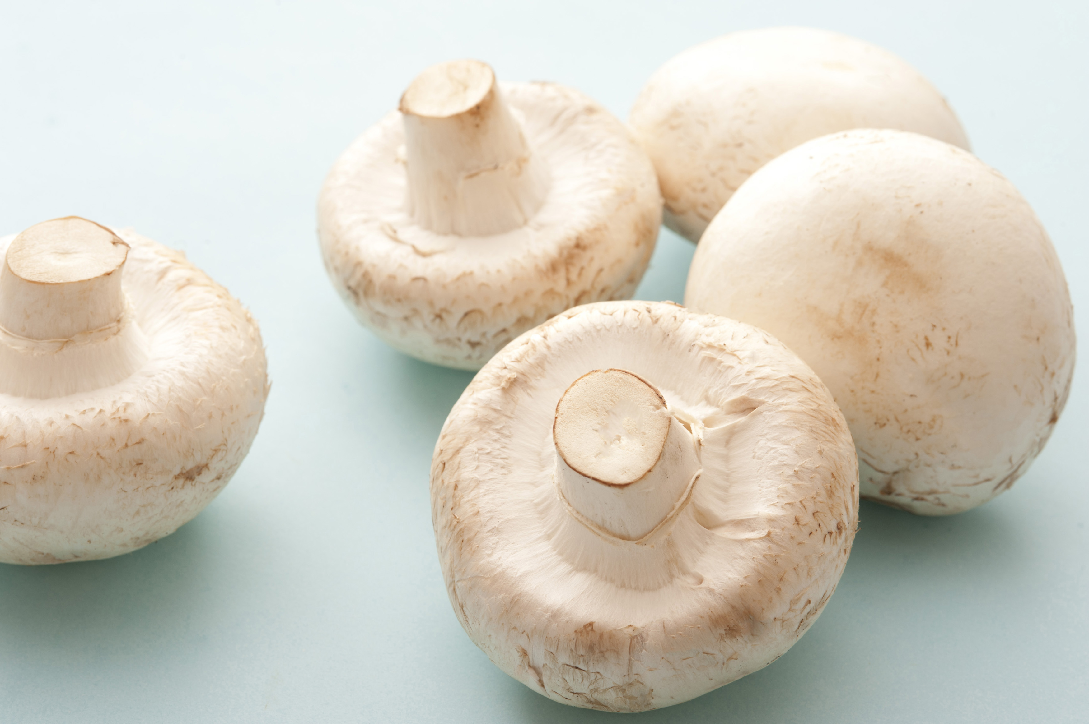 Champignon de Paris Champignon de Paris