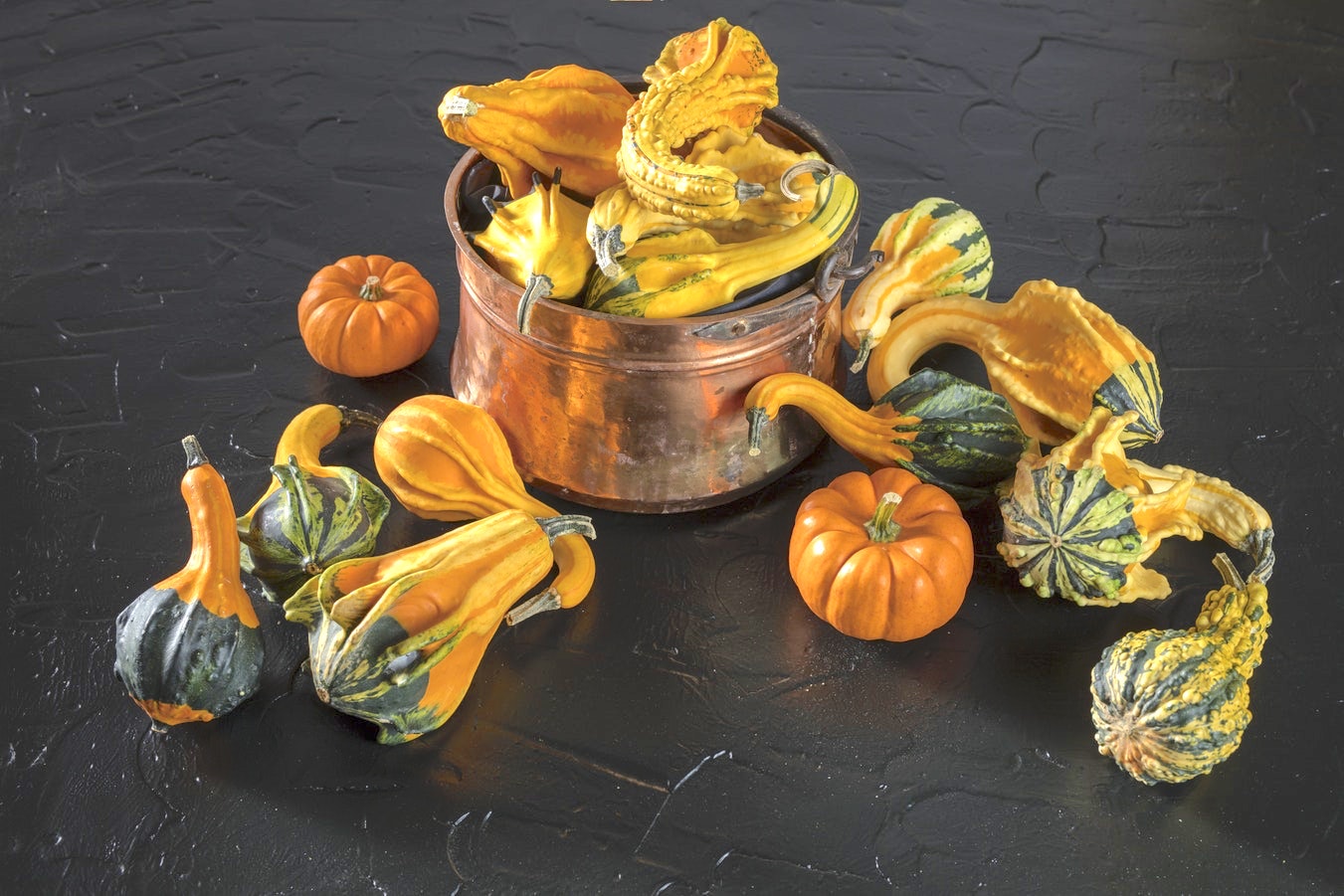 Courge - Citrouille - Potiron - Potimarron - Pâtisson Courge - Citrouille - Potiron - Potimarron - Pâtisson