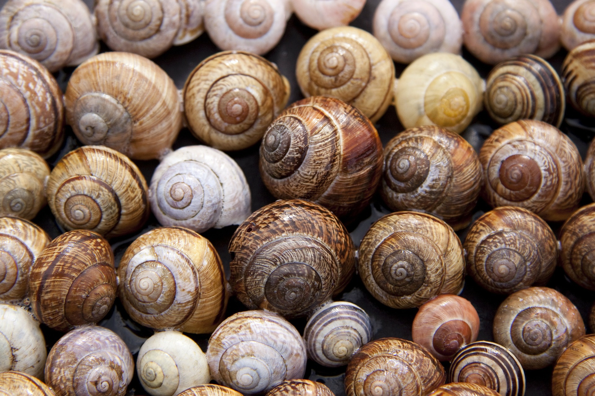 Escargot Escargot