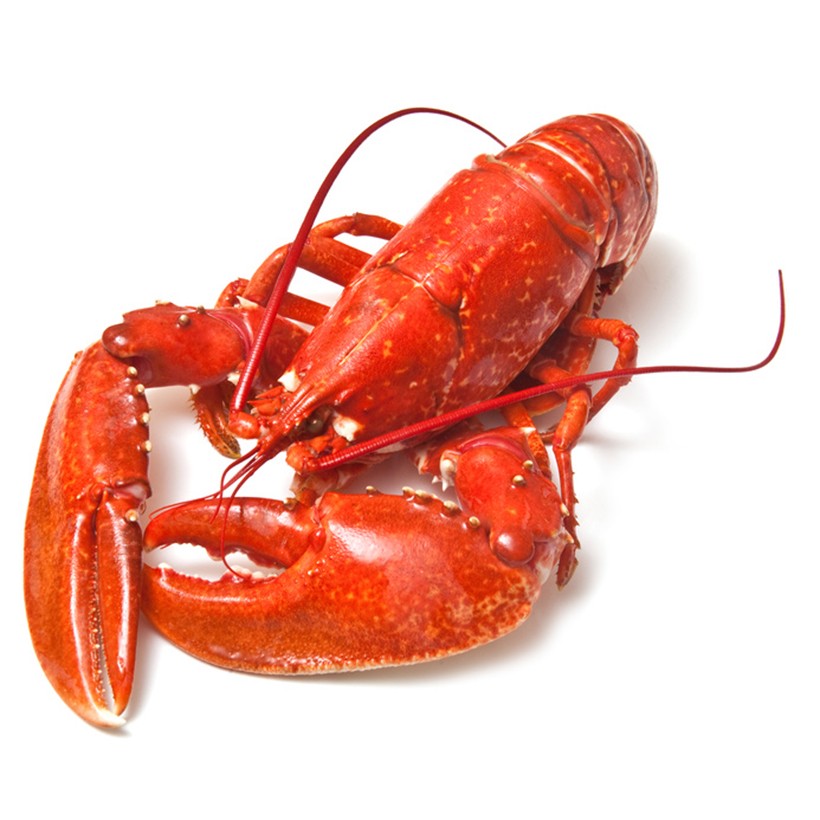 Langouste, homard, langoustine, cigale de mer Langouste, homard, langoustine, cigale de mer