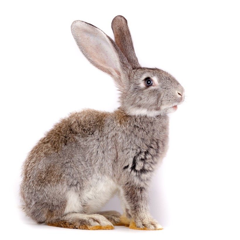 Lapin Lapin