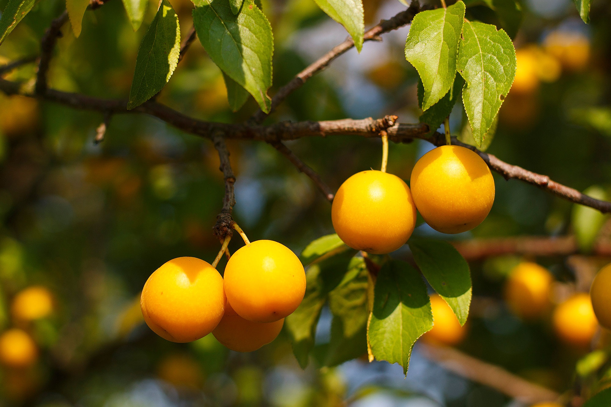 Mirabelle Mirabelle