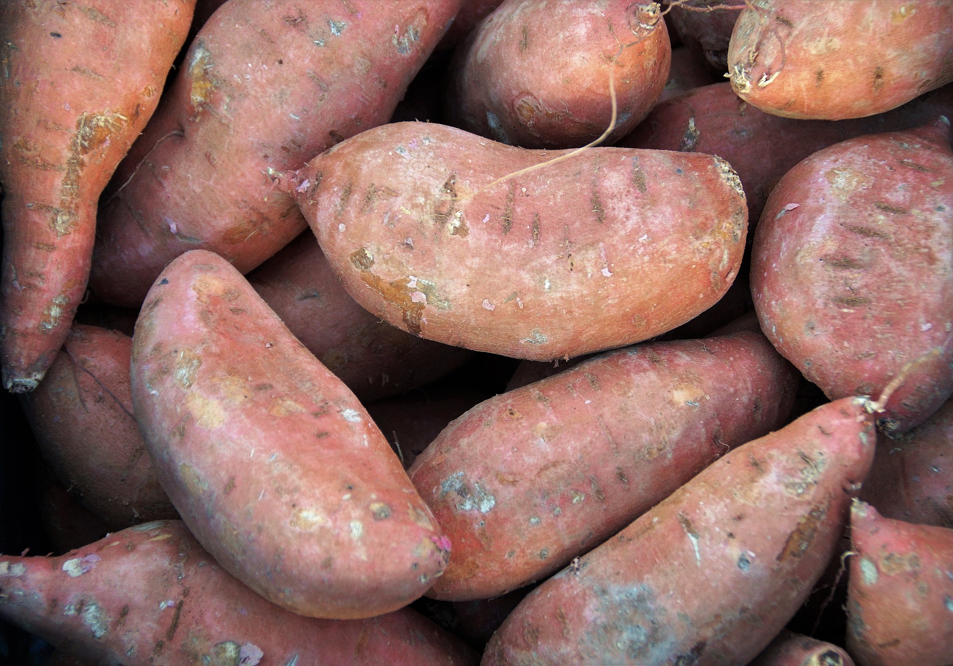 Patate douce Patate douce