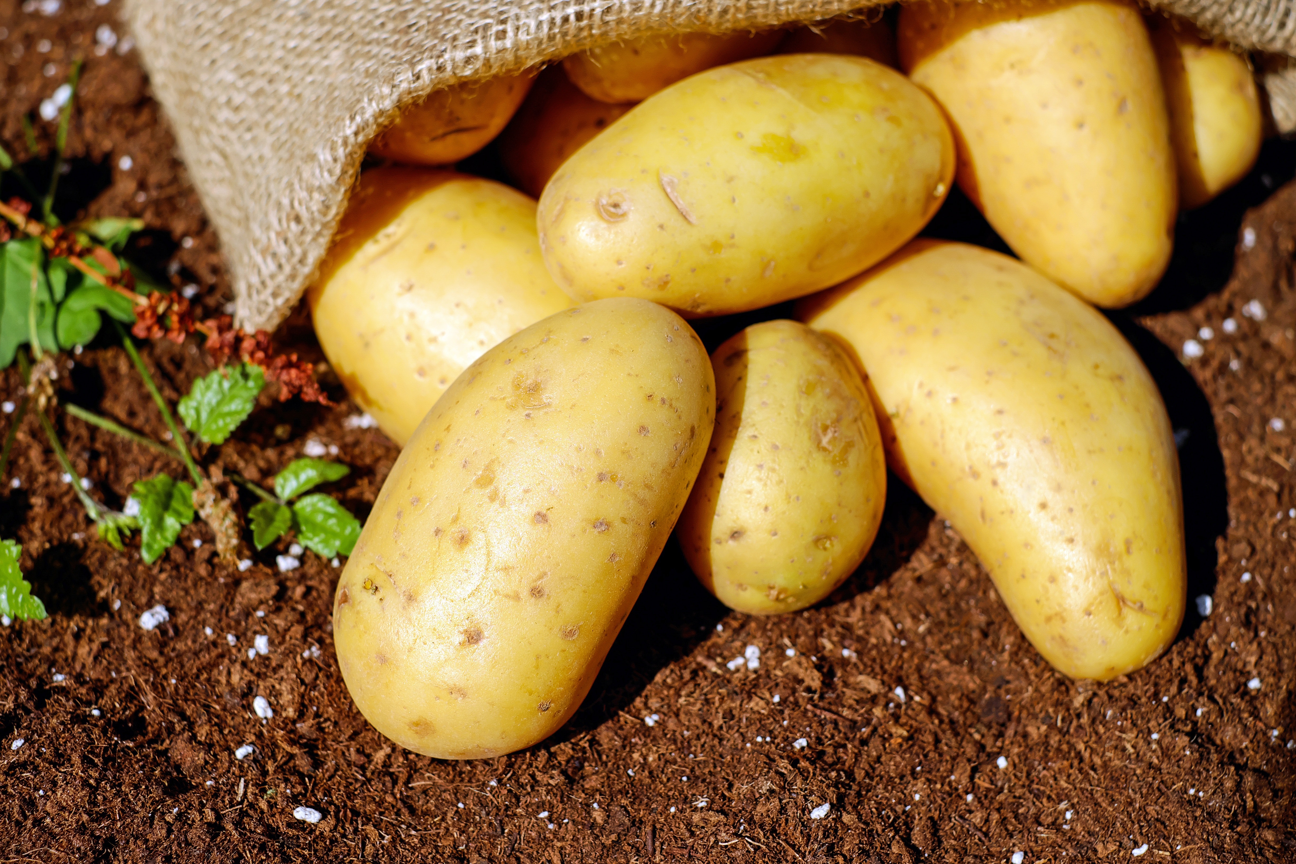 Pomme de Terre Pomme de Terre