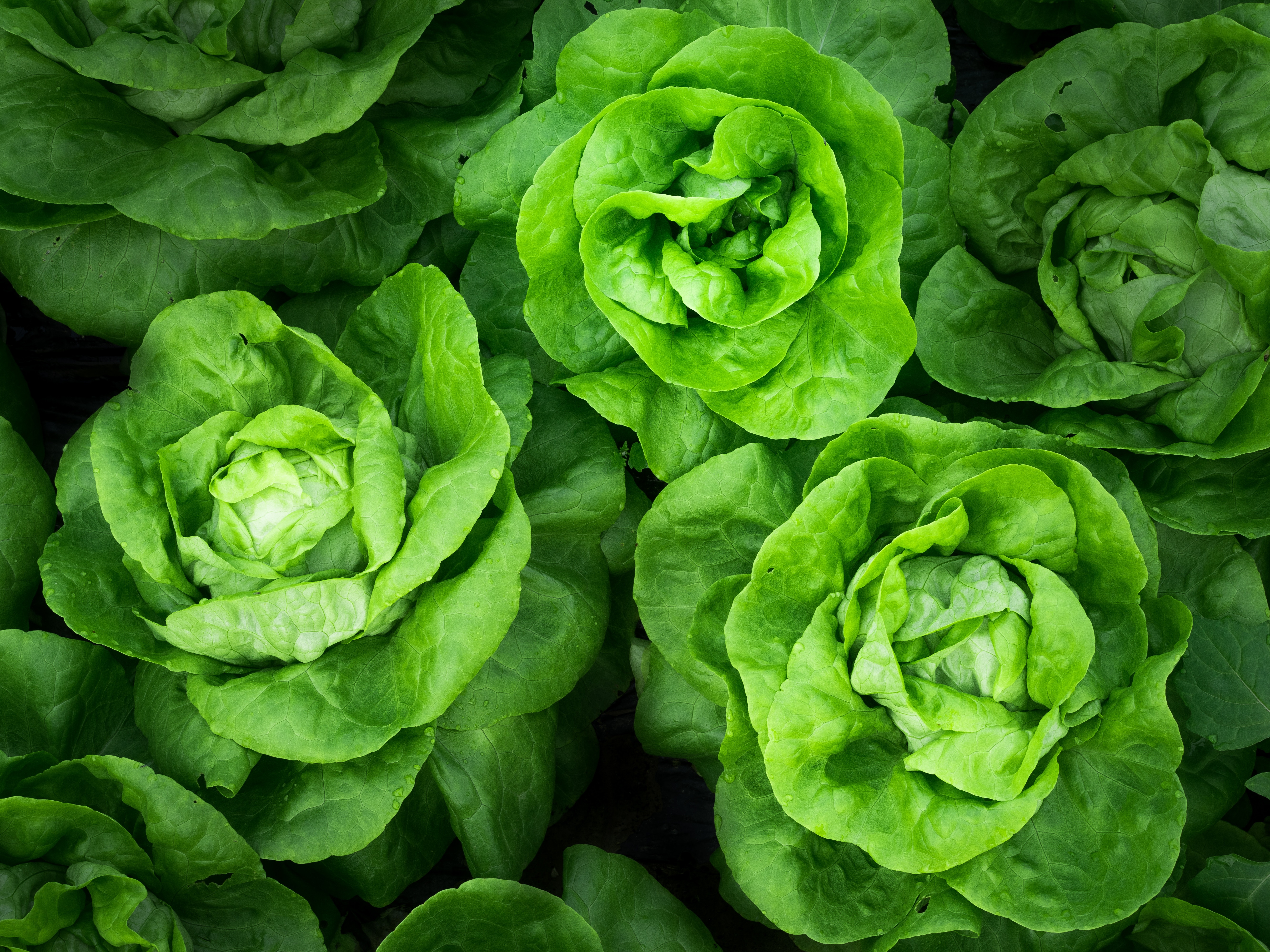 Salade douce Salade douce