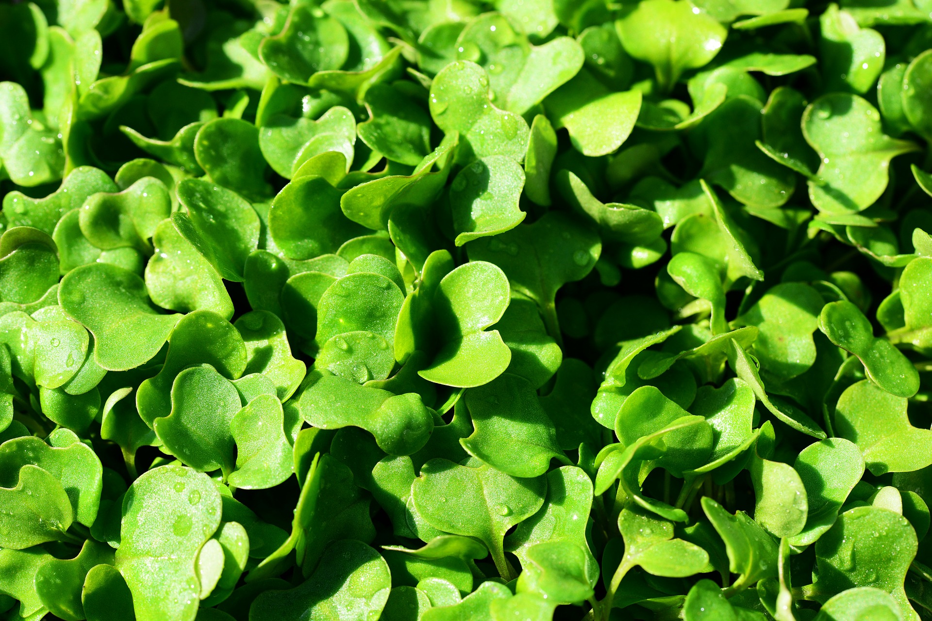 Salade Poivrée Salade Poivrée