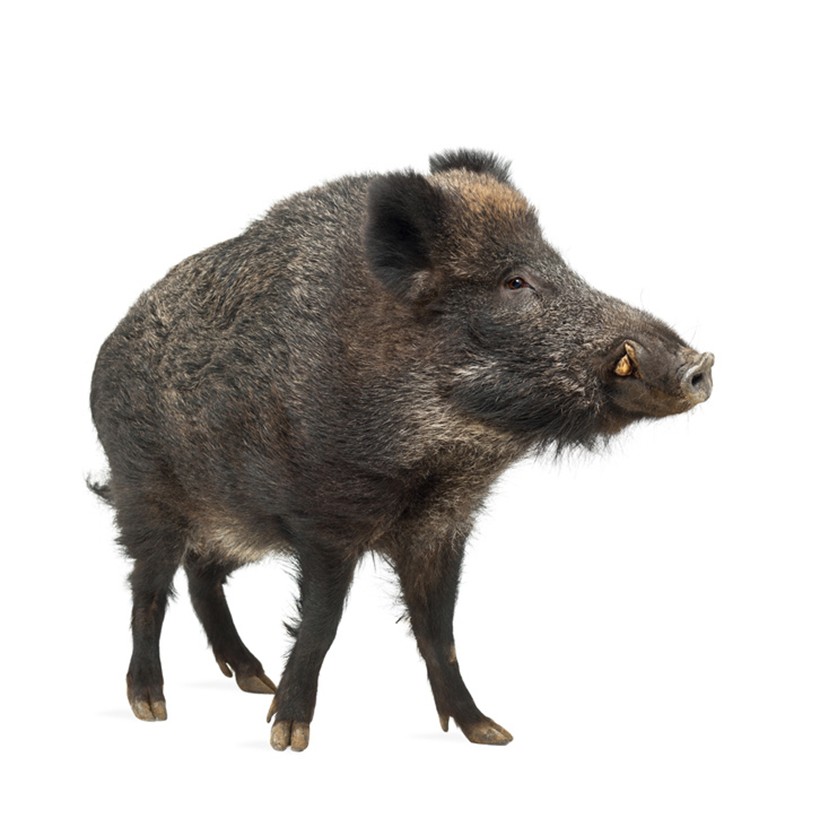 Sanglier Sanglier
