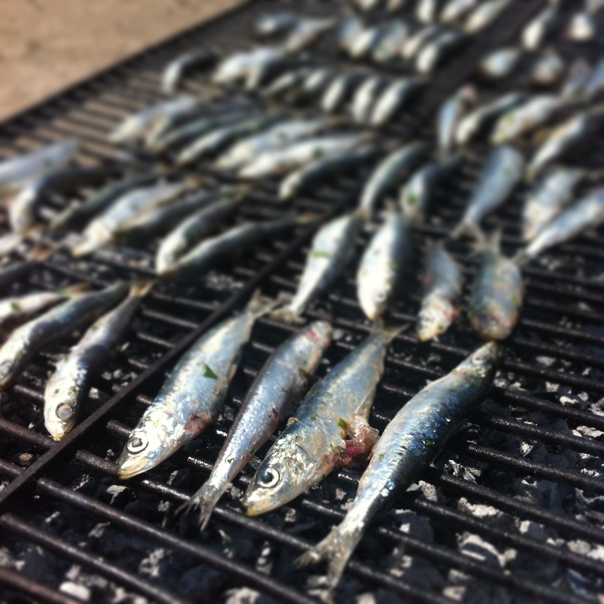 Sardine Sardine