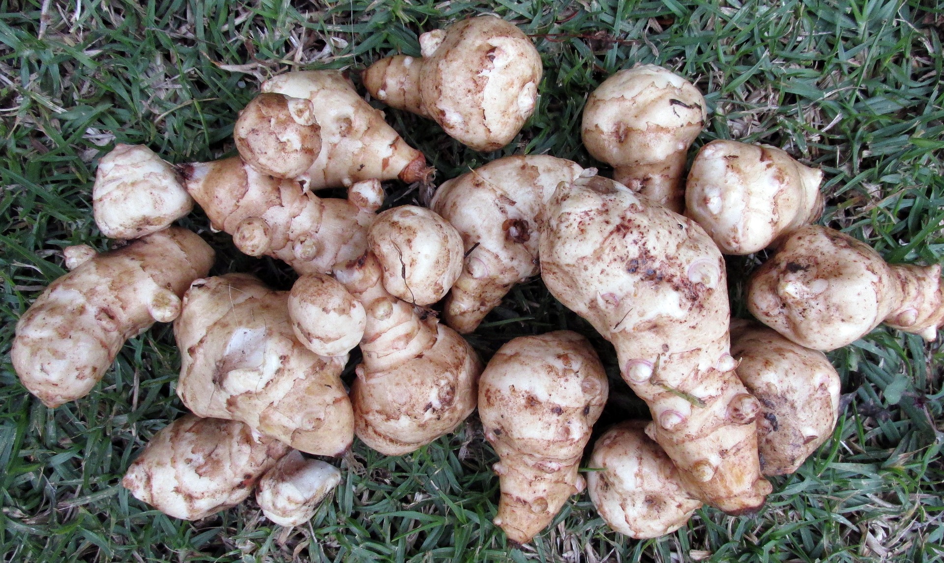 Topinambour Topinambour