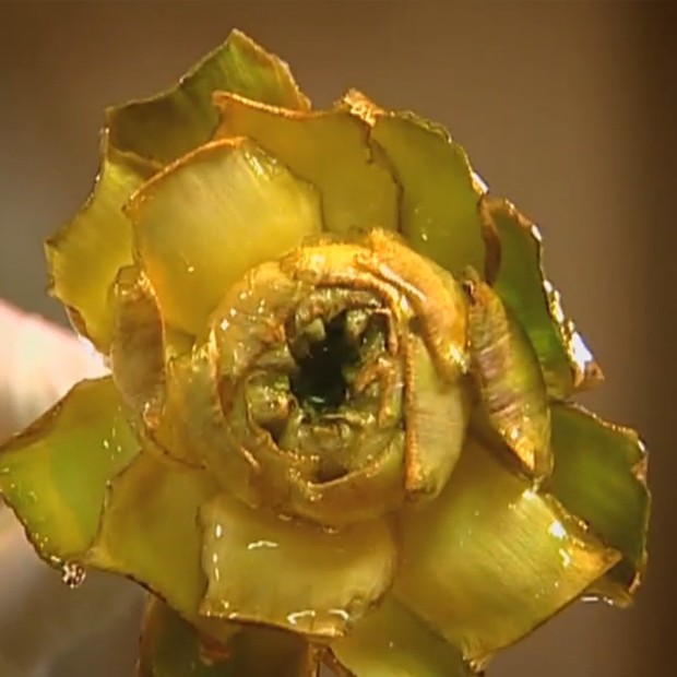 Fleurs d’artichauts Fleurs d’artichauts