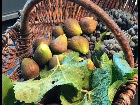 Video Cailles rôties en feuille de vigne de Vincent Simon